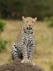 Leopard, Kenya, Africa Art Print